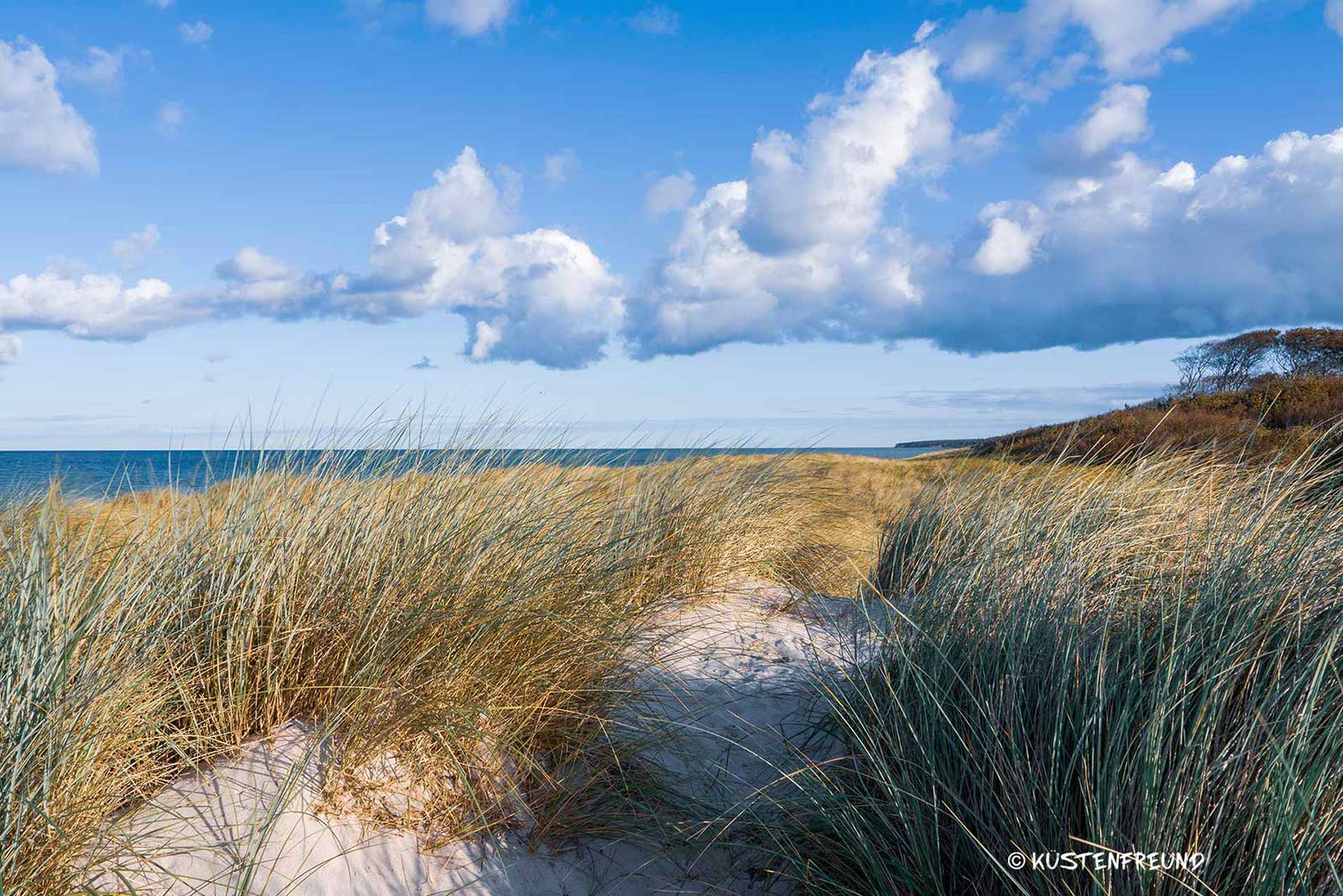 Ostsee Bilder Dünen an der Ostsee - Wandbilder von KÜSTENFREUND